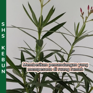 Nerium Oleander Bunga Putrajaya Pink White Flower Rosebay Bunga Mentega Apocynaceae Scented Oleander Outdoor Live Plant SHS Kebun