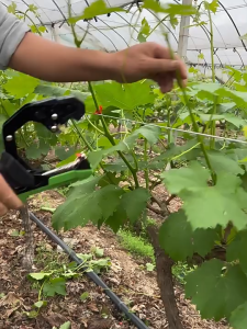 Tapetool New Hand Tying Machine - Tape Tool Tapener Alat Pengikat Lanjaran Tanaman Model Baru