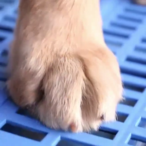 PVC Kennel Pet Cage Dog Cat Rabbit Mat Board Platform Kennel Board Papan Pelapik Alas Sangkar Kucing