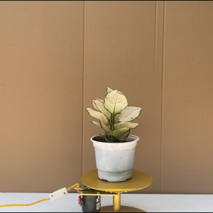 Cây Vạn Lộc Trắng - Cây Cảnh Phong Thủy Để Bàn