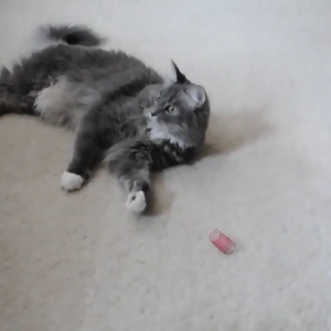 Đồ chơi cho Mèo đuổi bắt lò so vui nhộn (Bịch gồm 4 cái) mẫu mới - Love Pets Shop