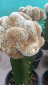 แคคตัส แมมมิลาเรียคามิเน่ คริส Mammillaria Carmenae Cristata 10 Cm สวยคูมมากๆ คริส เคาะดิน ล้างราก