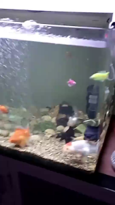 Kapas Filter Akuarium Radots Super Smooth - Aksesoris Pembersih Air Ikan