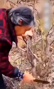 Gergaji Bonsai Kayu Mini Lancip Kuat Tajam Runcing Handle Plastik