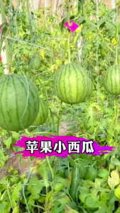Combo 2 gói Hạt giống dưa hấu táo baby -gói 30 hạt(tặng kèm phân bón)