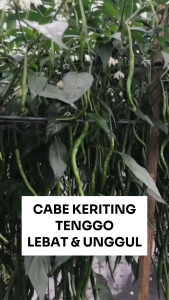 Benih Cabe Keriting TENGGO 10 Gram Asli Cap TIGA DAUN Lebat & Unggul