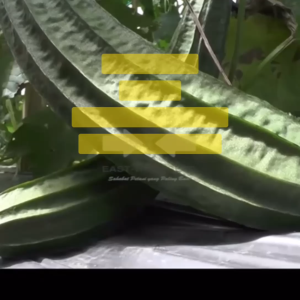 Benih Oyong AZURA F1 Isi 10 Butir Cap Panah Merah