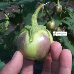 Benih Terong APEL Tipe Lalap Lalab 10 Gram Cap You Seed