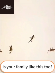 【No Geckos In 20 Years】 MNY Lizard Repellent Ubat Cicak Paling Berkesan Racun Cicak Paling Kuat Available For Mothers And Babies Lizard Killer Lizard Killer Spray Ubat Cicak lizards trap