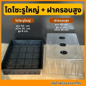 ชุดเพาะเมล็ด เซ็ตถาดไดโซะ  ถาดทึบ ถาดรู ชุดเพาะชำ ฝาครอบ ถูกที่สุด