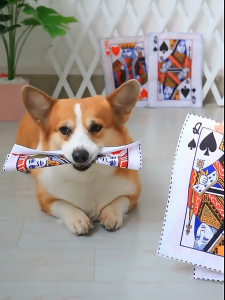 Đồ chơi lá bài giấy báo phát âm thanh cho chó mèo (mẫu mới) - Love pets shop