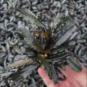 Aquatic Plants Bucephalandra Kedagang Lowtech Plants(水草辣椒榕柯达岗)