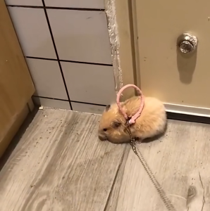 สายจูงรัดอก สายจูงหนูแฮมสเตอร์ เชือกจูง เชือกรัดอก สายจูงไนล่อน สําหรับ สัตว์เลี้ยงขนาดเล็ก หนูแฮมสเตอร์ ชูการ์ กระรอก กระต่ายขนาดเล็ก