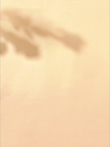 Set 5 Quần Lót Dùng 1 Lần Cho Nữ Vải Cotton Cao Cấp Thích Hợp Đi Du Lịch Set Quần Lót Nữ Cotton