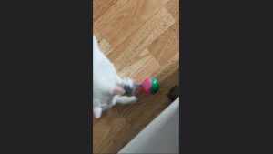 Đồ chơi banh lật đật gắn Chuột cho Mèo Đồ chơi cho Mèo (mẫu mới) - Love Pets Shop