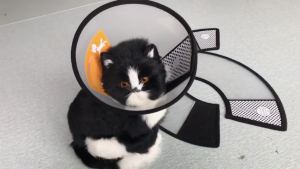 Kerah Kucing Penutup Pelindung Corong Kucing Pelindung Leher Anjing Neck Collar Corong Anjing Cone
