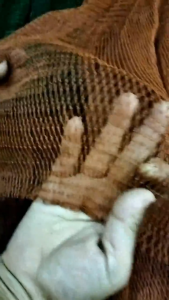 ตาข่ายล้อมไก่ อวนล้อมไก่ อวนไก่ ตาข่ายปลูกผัก ดักสัตว์ โปลี กรงนก กันงู กันนก กันแมว