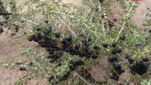 เก๋ากี้ดำ หรือ โกจิเบอร์รี่ดำ Black Wolfberry  1000g  คัดเกรดยาจีน ตรา ปราชญา