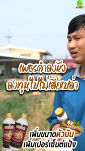 เพชรดำลงหัว ขนาด1000cc สูตรลงหัวมันสำปะหลัง เพิ่มเปอร์เซ็นแป้ง ส่งเสริมประสิธิภาพกระบวนการลงหัวมันสำปะหลัง สารสกัดจากธรรมชาติ100%