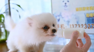 Dot kucing botol kucing dot 60ml peralatan air minum anak kucing dot botol anjing + Sikat+Dot
