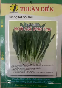 Hạt Giống Ngò Gai Thuận Điền - Giống Tốt Bội Thu