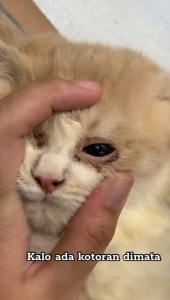 Obat Tetes Mata Kucing Ampuh Mengatasi Infeksi Mata Belekan Berair Berselaput Bengkak Katarak Pada Anabul Kitten Kucing Dewasa