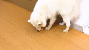 Đồ chơi bánh hamburger bằng nhựa vynil có kèn kêu cho Chó Mèo (mẫu mới) - Love Pets Shop