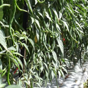 Benih Cabe Keriting Hibrida MB-333 Cocok Dataran Rendah Hingga Tinggi Mutiara Bumi Isi 10 Gram