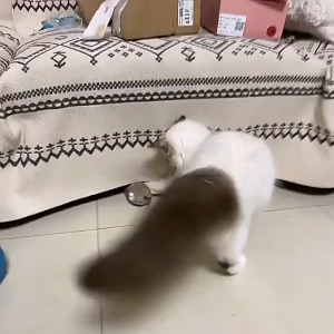Đồ chơi cho Chó Mèo chuột lên dây cót vui nhộn (mẫu mới) - Love Pets Shop
