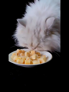 PETSEE Freeze Dried Cat Food Booster Chicken Cube Breast Dog Pet Dry Gemok Bulu Appetite 100g Egg Yolk Liver