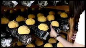 Loherbs 无磺银耳/ 雪耳/ 白木耳 Sulfur-Free Snow Fungus