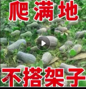 Benih Biji Labu Madu(15 Seeds)/蜜本南瓜种子/Honey Pumpkin Seeds