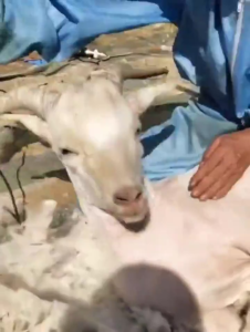 (GARANSI 5 BULAN) Original Mata Pisau untuk Baorun P2 P3 P6 P7 S1 - mata pisau baorun s1 - mata pisau mesin cukur baorun s1 - mata pisau baorun - mata pisau baorun p6 ori - mata pisau mesin cukur baorun p6