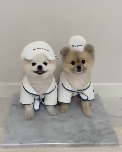 【Online】 Whisker INS Wind Korean Hotel Wind Pet Bath Towel Bathrobe Photo Props Nightgown Pajamas Dog Pet Bichon Teddy