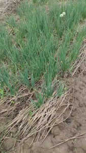 พันธุ์หอมเลย พันธุ์หอมจีน คัดเกรด A หอมแบ่งพันธุ์ลับแล หัวสวย งอกดี ปลูกง่ายโตไว อัตรางอกสูง ไม่ลีบ พร้อม ส่งทุกวันครับ