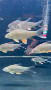 KRAI KUNYIT 3INCH(IKAN AIR TAWAR)