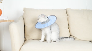 Pet Dogs Cats Elizabeth Collar Anti Bite Cone Head Cover Wound Healing Collar