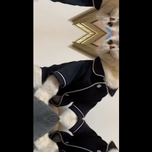 【Thriving】 Whisker Puppy Pajamas Soft Puppy Sleepwear Comfortable Cat Shirt Pet Clothes