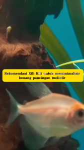 Kili Kili Pancing Swivel Barrel Type 303 Jepang Kualitas