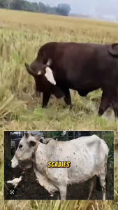 Kuladex Spray: Obat Semprot Anti Luka & Anti Lalat pada Hewan Ternak