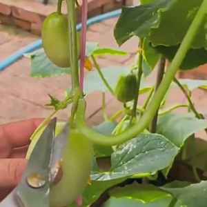 Hạt giống dưa leo Ngọc Nữ dễ trồng (nội địa Trung) - gói 8-10 hạt