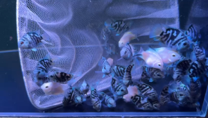 3pcs Mini Sapphire Parrot Fish/ Livefish/ 迷你鹦鹉鱼