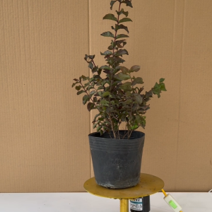 Cây Tường Vy Huyết Long - Cây Trồng Sân Vườn