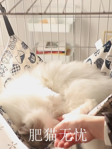 Cute Q cat hammock cat nest cat bed  cat swing  katil kucing buaian kucing dalam sangkar  buai kucing gantung 猫床
