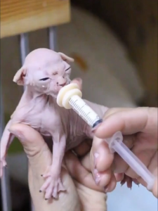 Jarum Suntikkan Hewan 1ml 3ml 5ml 10ml Dot Susu Kucing Baru Lahir Dot Bayi Anjing