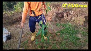 Pokok Besar Durian TEKKA (3.0-3.5 kaki) D160 竹脚 榴莲苗 Sapling Durian Tekka D160