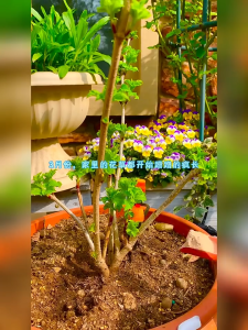 Bone Meal Fertilizer Flower Fertilizer 200gram 园艺骨粉 罐装肥 花肥料 脱脂有机肥磷钙肥