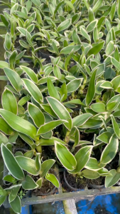 denro thongchai gold lá biên tím chớp lá chớp hoa cây giống dể trồng dể chăm