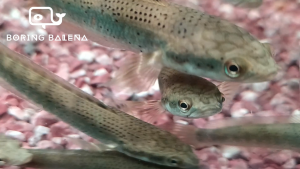 BRBN Channa Pulchra - Beautiful Snakehead - Channa - Snakehead - Ikan Channa - Aquarium Freshwater Fish / Ikan Air Tawar