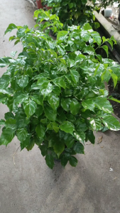 Cây Hạnh phúc (Hợp mệnh Kim) cây trang trí văn phòng sân vườn nhà cửa.